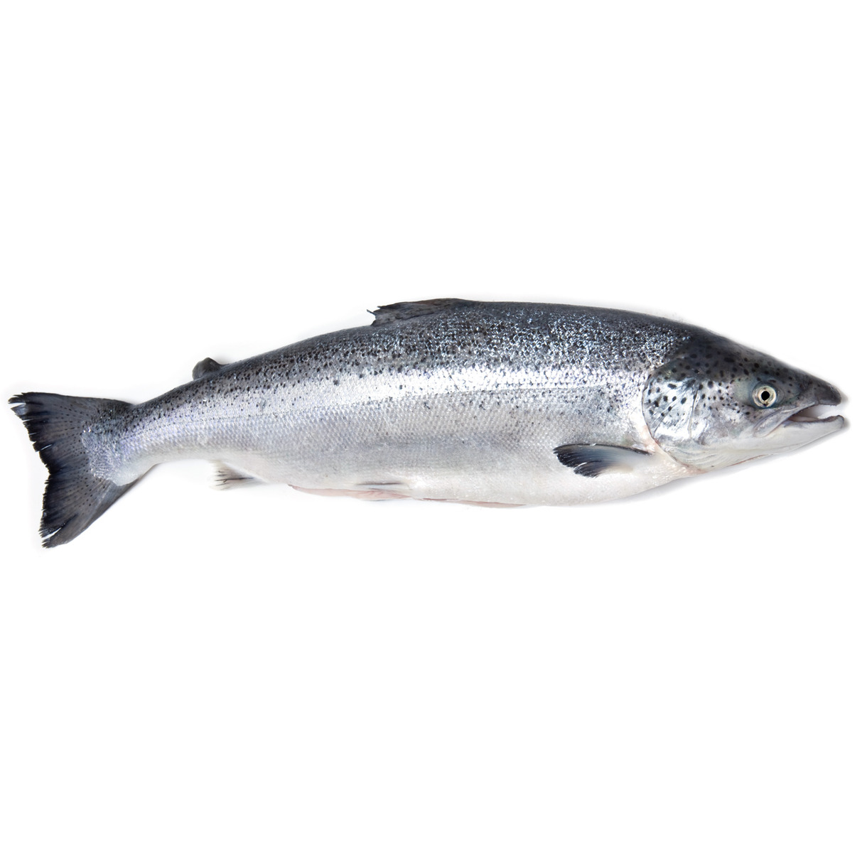 Океаническая форель вылов Норвегия
Высококачественная рыба, доступная в целом виде и замороженная для сохранения свежести. Каждая рыба имеет вес примерно от 5 до 6 килограммов, что делает ее идеальным выбором для приготовления вкусных и диетически полезных блюд.

Атлантическая Форель обладает нежным и сочным мясом с легким и нежным вкусом, который подвергается множеству кулинарных приемов. При заказе форели, вам предоставляется возможность выбрать между целой рыбой или нарезанными стейками. Нарезанная рыба поставляется с головой и суповым набором, что позволяет вам полностью насладиться всеми ее преимуществами и использовать ее в различных рецептах. Из головы Вы можете сделать идеальный бульон для супов и соусов, а стейки готовить любымым вам способом.
Форель заморожена для сохранения свежести и качества продукта. Чтобы сохранить все вкусовые качества и питательные свойства, мы рекомендуем хранить ее в морозильной камере.
Океаническая форель вылова Норвегии - это идеальный выбор для тех, кто ищет высококачественную рыбу с нежным мясом и вкусом. Она подойдет как для повседневных блюд, так и для особых мероприятий. Приготовьте вкусные блюда с форелью и порадуйте себя и своих гостей неповторимыми вкусовыми впечатлениями.
В продаже целая рыба весом 5 - 6 килограмм.