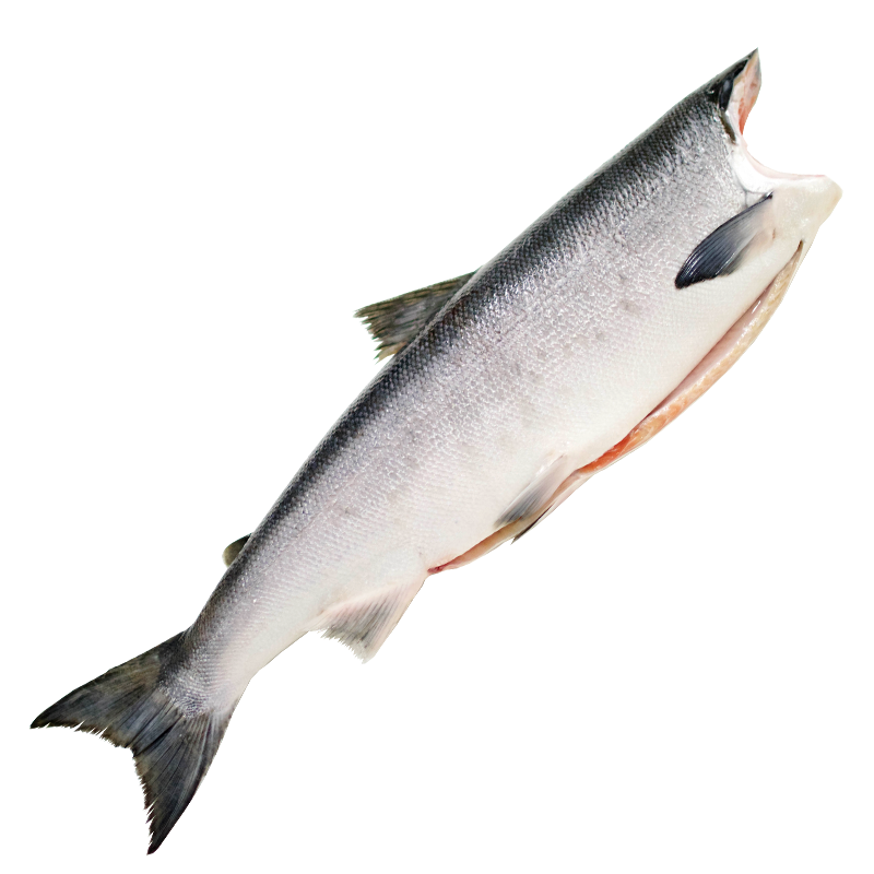Существует множество видов дикого лосося. Нерка (Oncorhynchus nerka)  - один из самых ценных и полезных. Выловлненая в Тихом океане, на Аляске эта рыба содержит большое количество рыбьего жира и витаминов группы В. Мясо упругое, оранжевого цвета. Идеально для диетического питания.