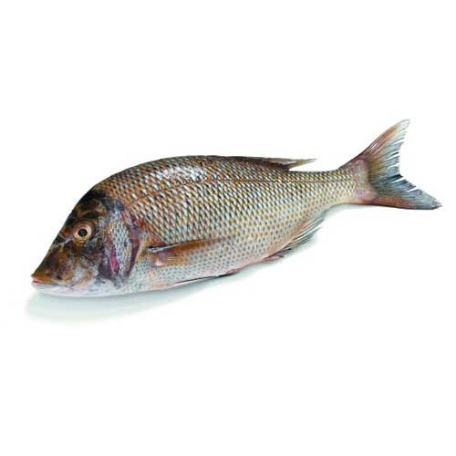 Рыба Император - Emperor Fish 
Рифовая рыба, дикий вылов, доставляется самолетом из Шри Ланки каждую неделю. 
Вес от 500 гр. до 2 кг. 
Бесплатная чистка, бесплатная доставка.